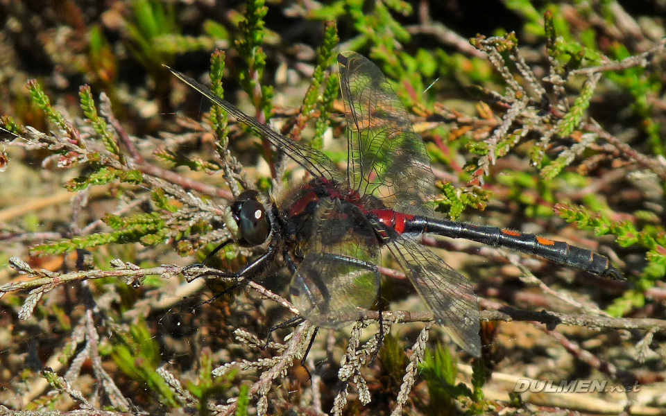 Small Whiteface (Leucorrhinia dubia)